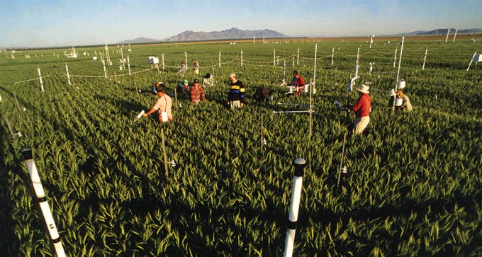 researchers measuring wheat