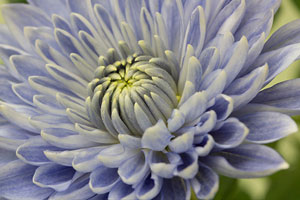 Blue chrysanthemum