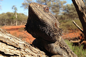 bearded dragon