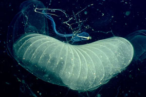 larvacean