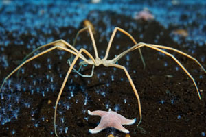 sea spider