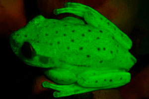 fluorescent frog