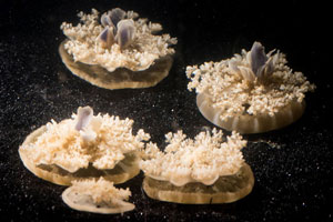 upside-down jellyfish