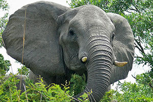 African elephant