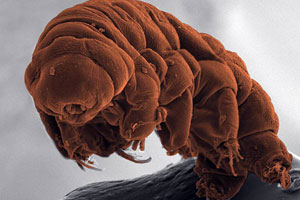 tardigrade