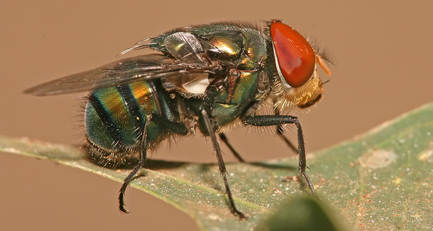 Blowfly