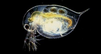 daphnia