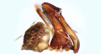 pelican spider