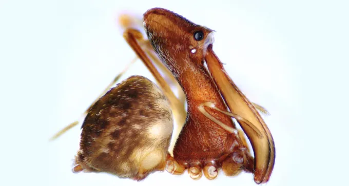 pelican spider