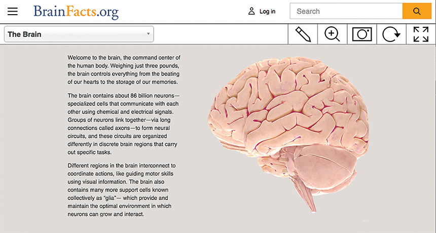 screenshot of Brainfacts.org
