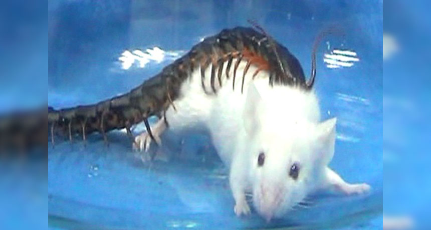 centipede attacking lab mouse