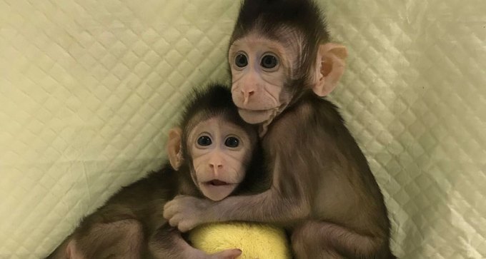 genetically identical cloned monkeys
