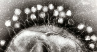 phages