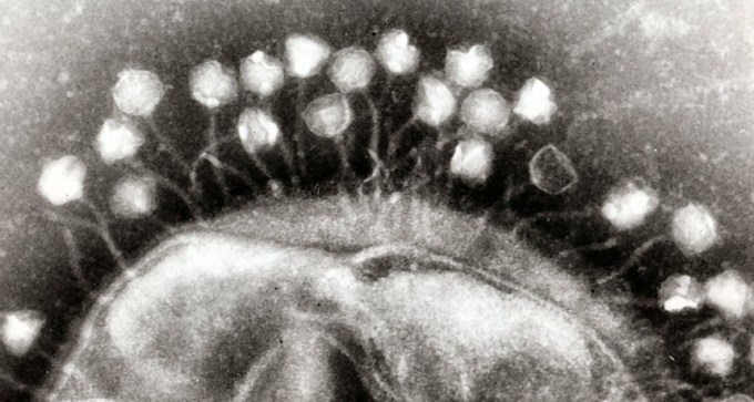phages