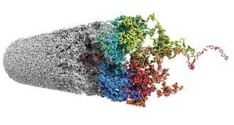 simulation of bundled chromosomes