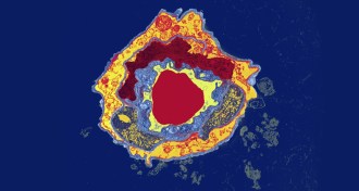 mouse brain capillary