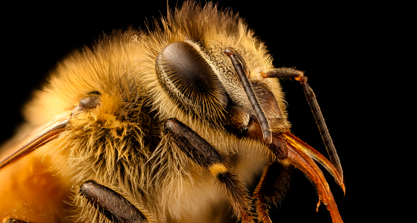 worker honeybee