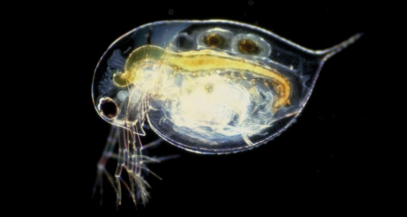 water flea