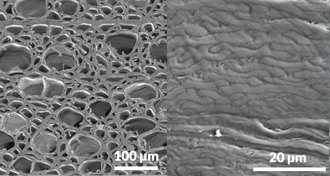 SEM image of wood
