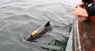 porpoise with tracker attached