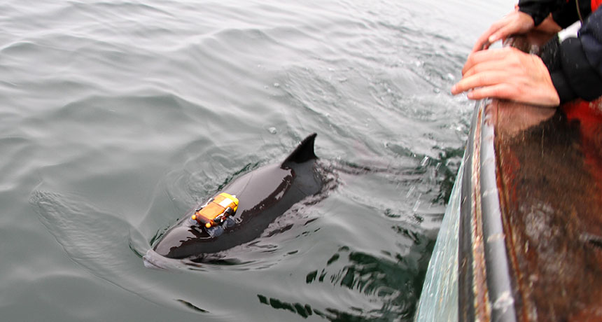 porpoise with tracker attached