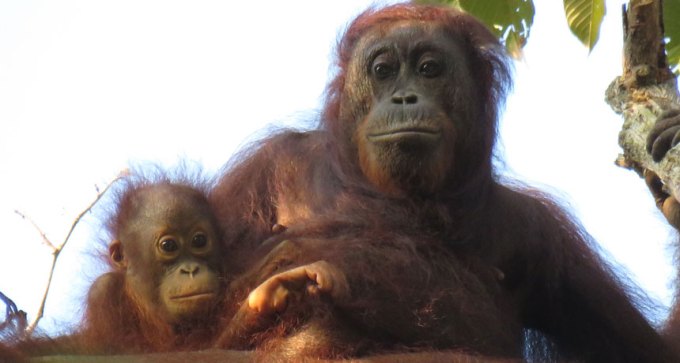 orangutan mom and baby