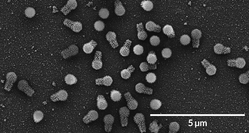 tupanvirus particles