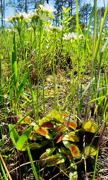 venus flytrap flowers