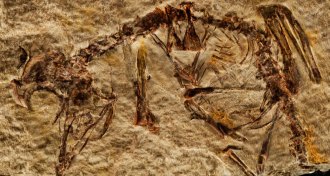 fossil of extinct bird called Enantiornithes