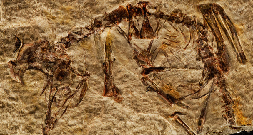 fossil of extinct bird called Enantiornithes