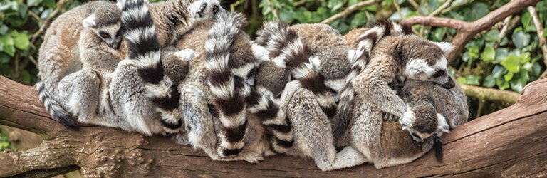 ring-tailed lemurs