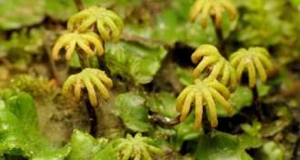 umbrella liverwort