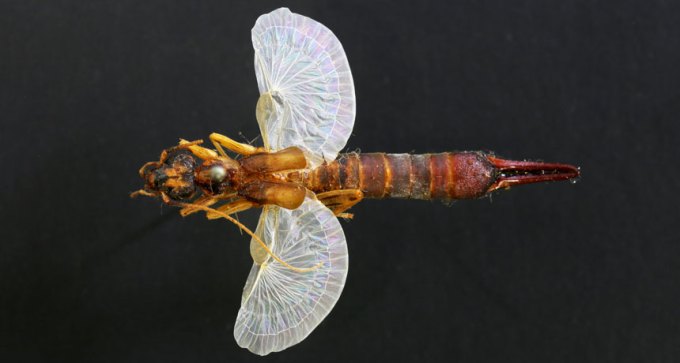 earwig