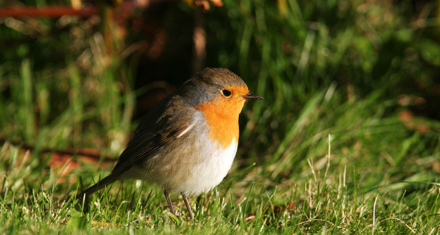 European robin
