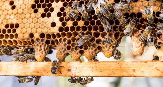honeybees