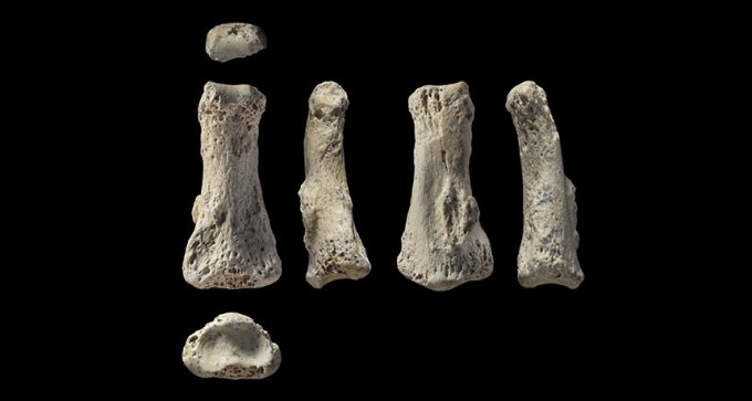 Finger fossil