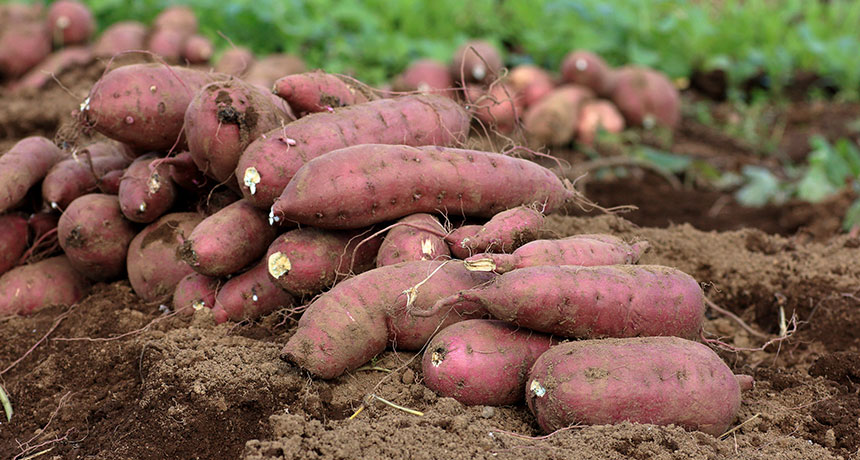 sweet potatoes
