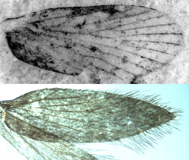 fossilized mothlike wing