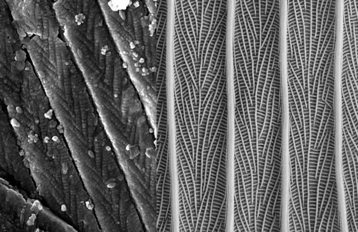 microscopic structural detail of moth wing