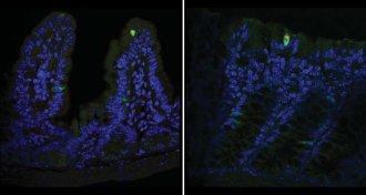 norovirus in mouse tissue