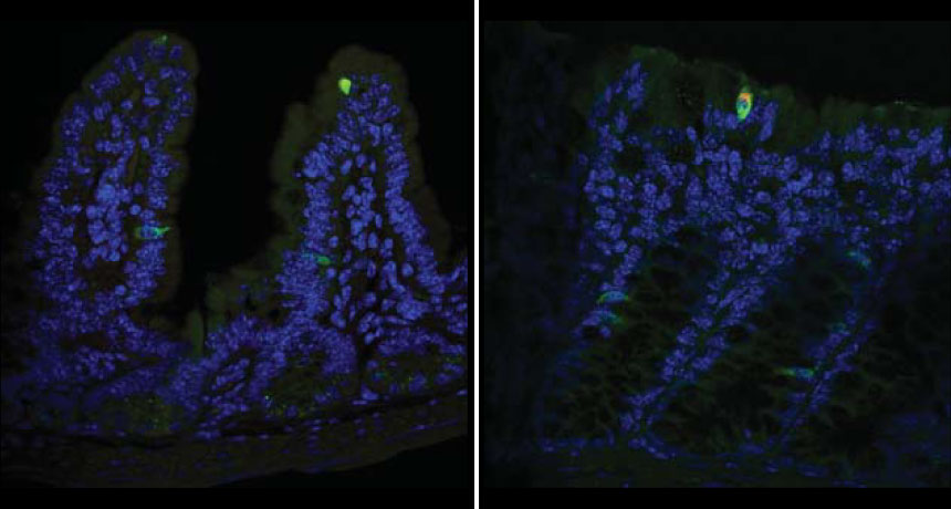 norovirus in mouse tissue
