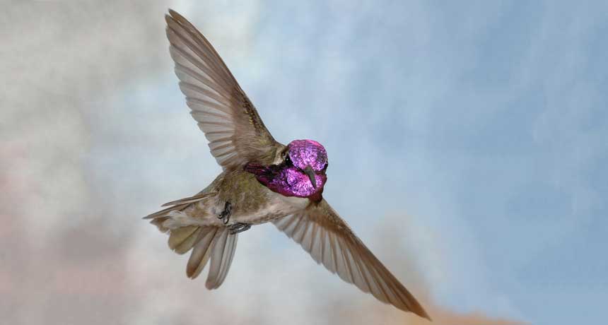 Costa's hummingbird