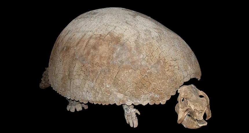 Glyptodon