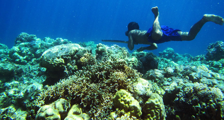 Bajau diver spear fishing