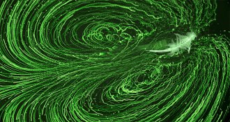 swimming brine shrimp