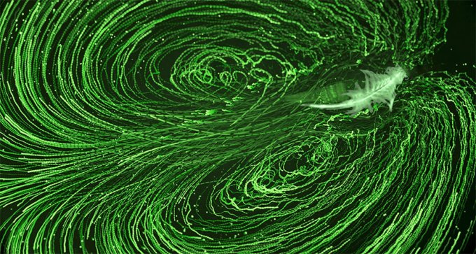 swimming brine shrimp