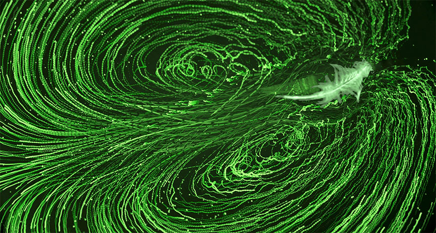 swimming brine shrimp