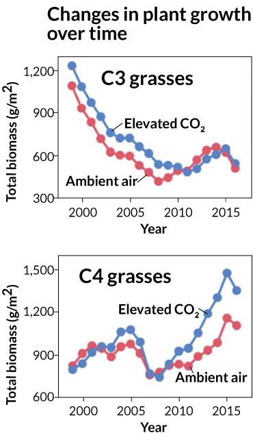 graphs showing changes in plant growth over time