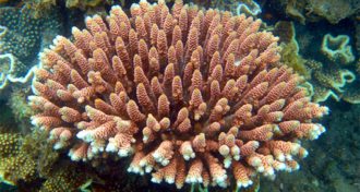 Acropora millepora