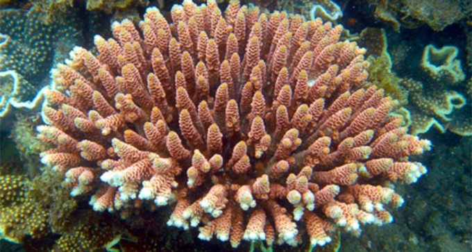 Acropora millepora